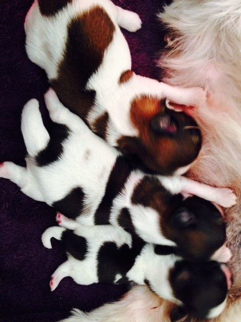 Des Petits Princes Dorés - Shih Tzu - Portée née le 08/02/2019