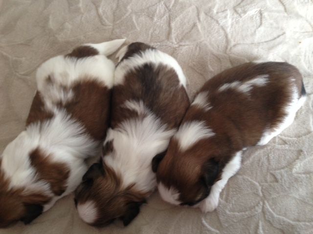 Des Petits Princes Dorés - Shih Tzu - Portée née le 27/02/2017