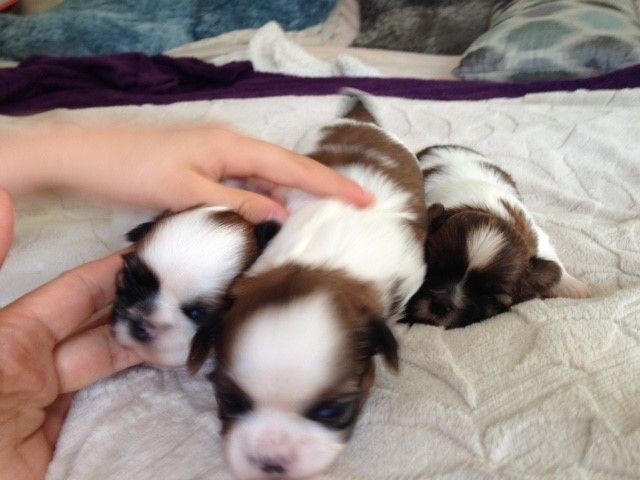 Des Petits Princes Dorés - Shih Tzu - Portée née le 09/05/2018