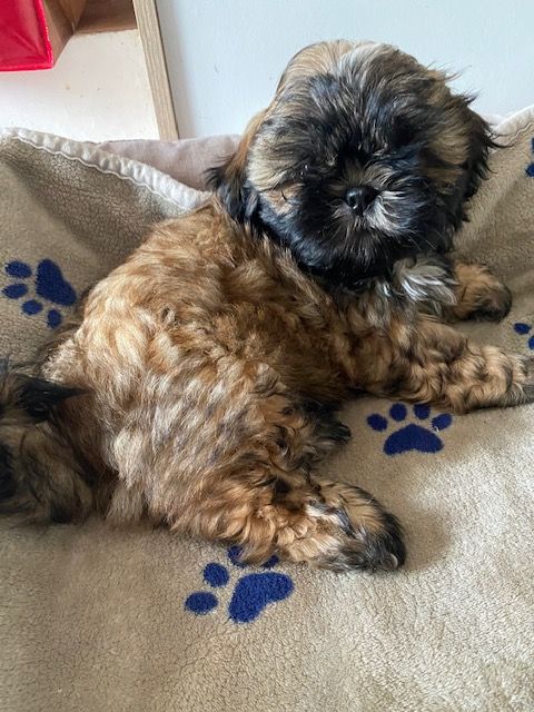 Des Petits Princes Dorés - Chiots disponibles - Shih Tzu